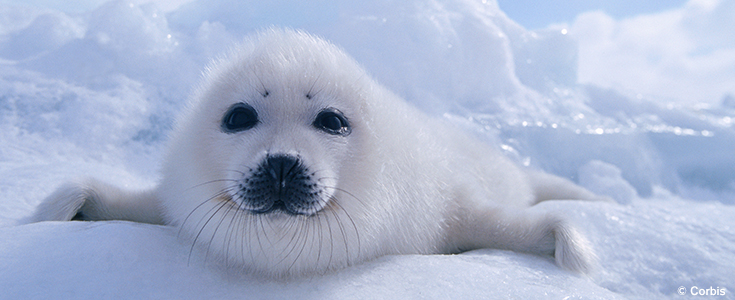 Harp Seal