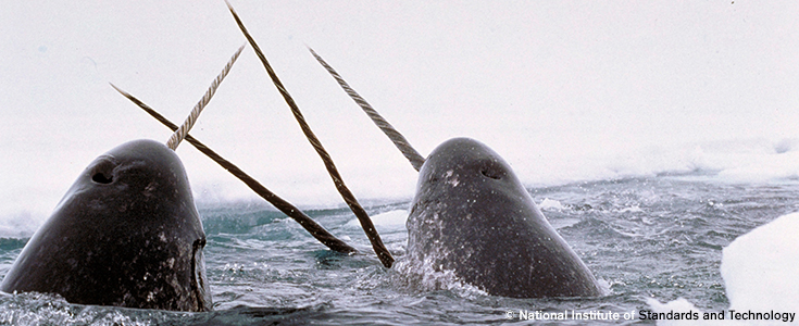 Narwhals