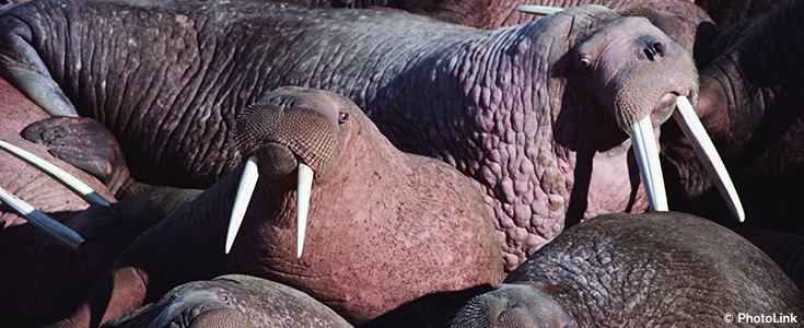 Walruses