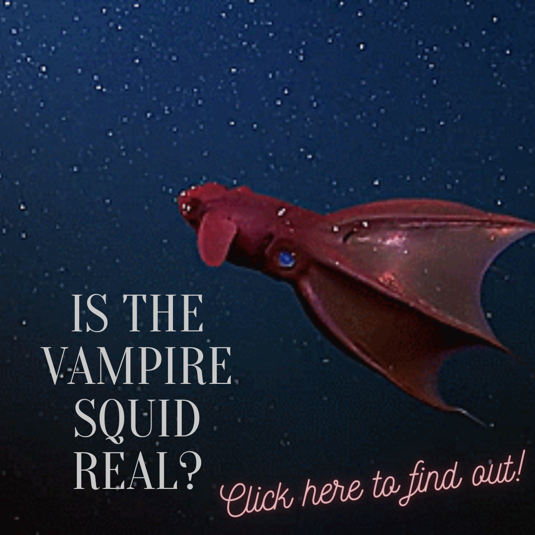 Is the Vampire Squid real_