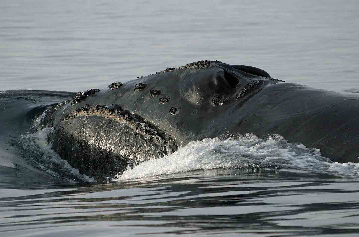 North Pacific Right Whale in at the ocean surface