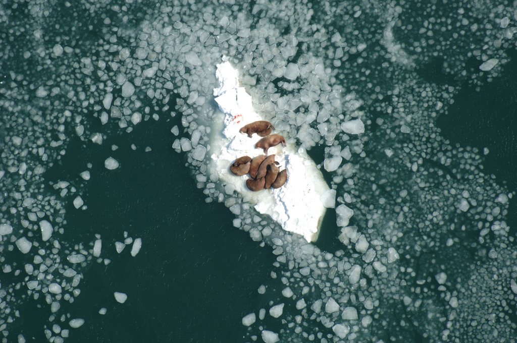 Walrus resting on sea ice