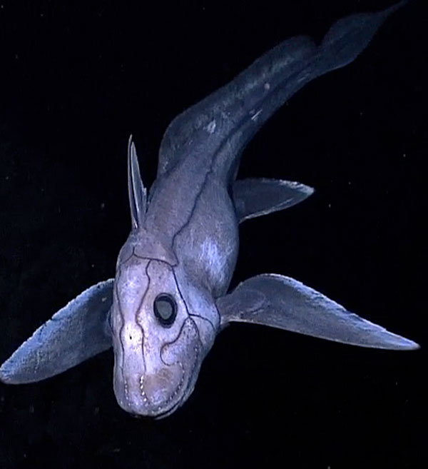 Chimaera - NOAA Ocean Explorer