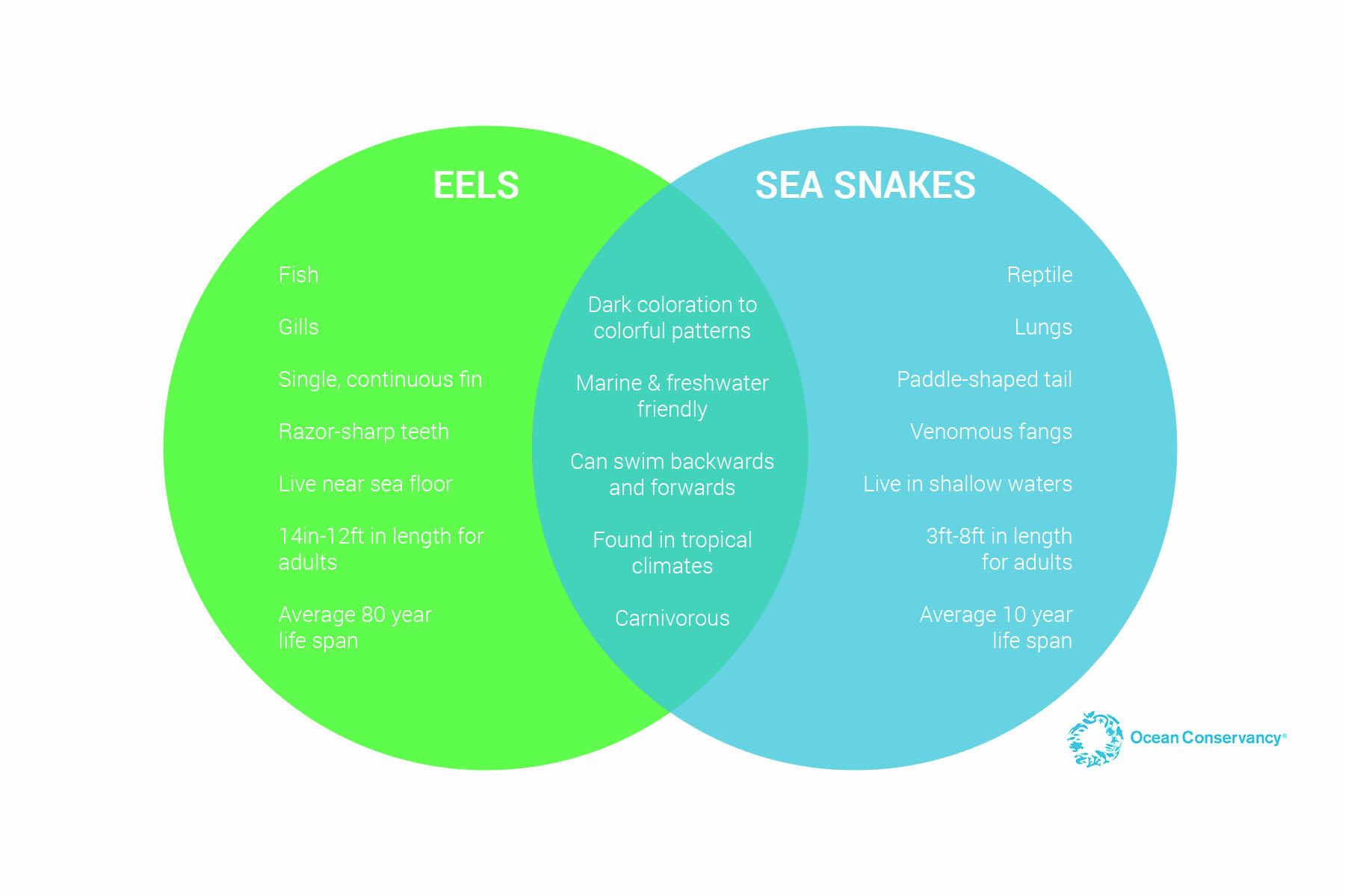 Eels&SeaSnakes_VennDiagram