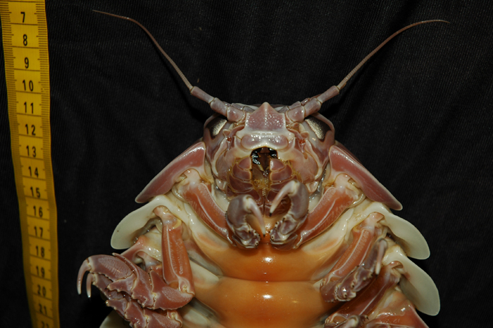 giant isopod - Expedition to the Deep Slope 2006, NOAA-OE