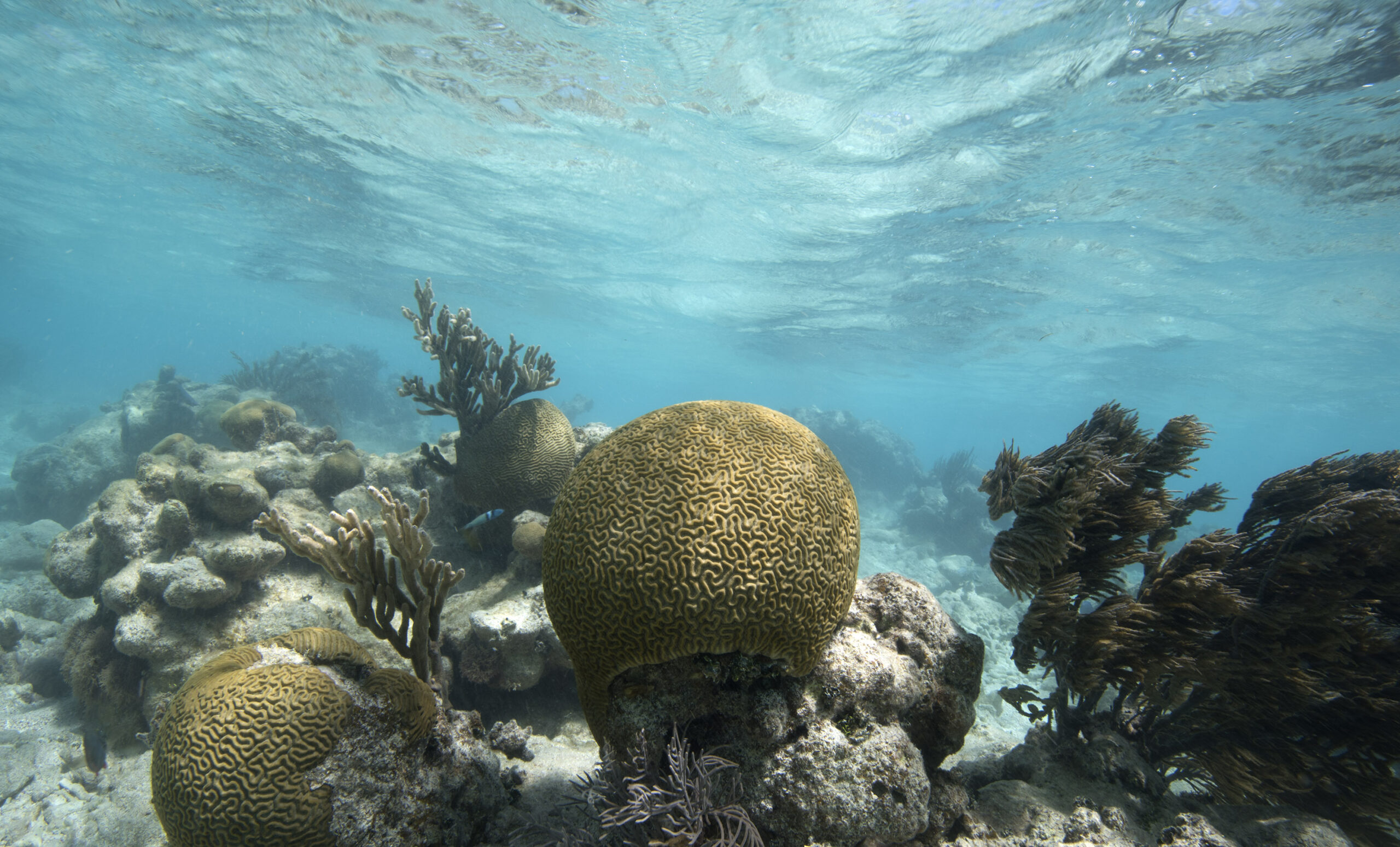 17- Please credit @Jim Hellemn, forceblueteam.org