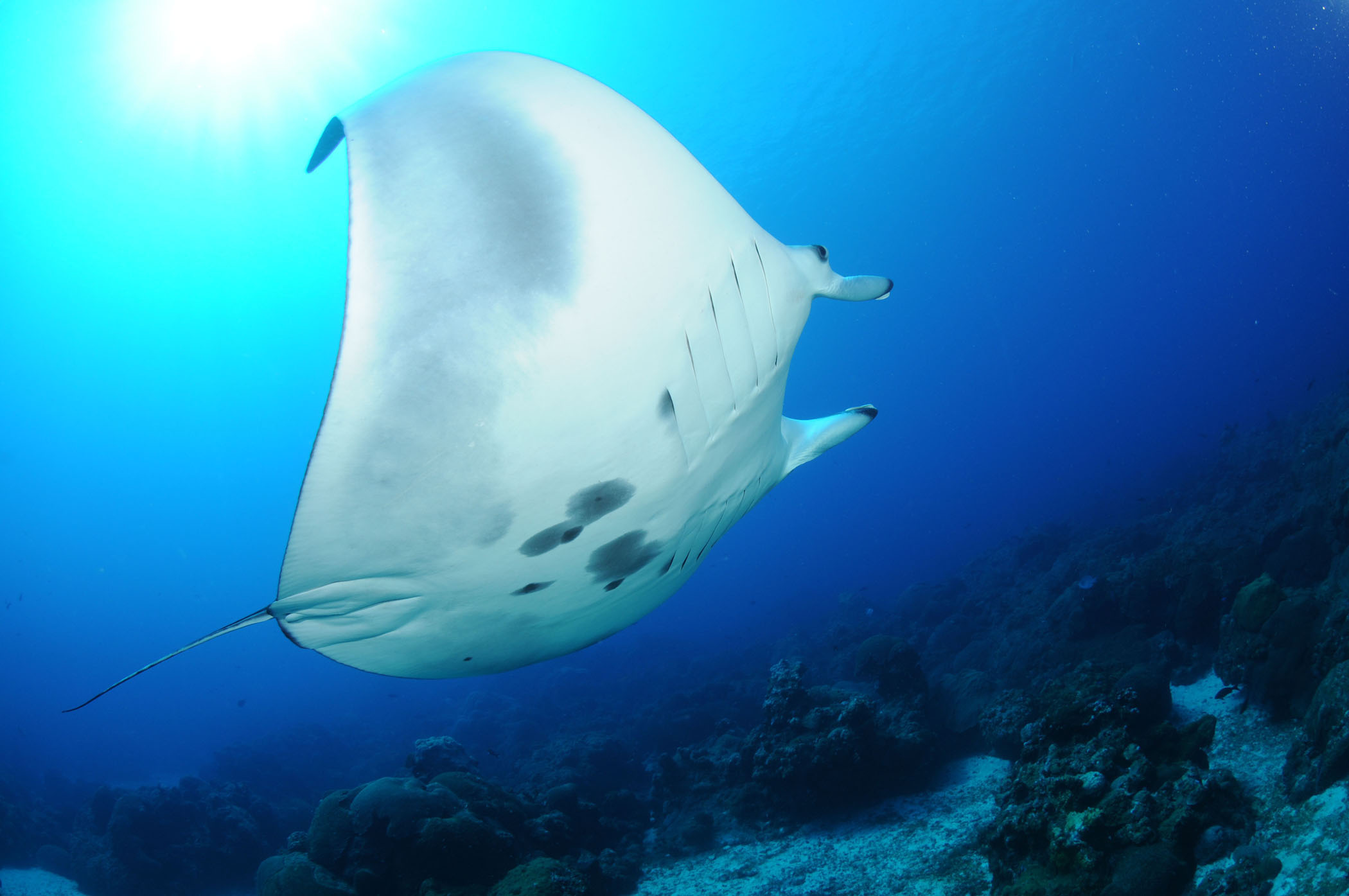 Manta Ray