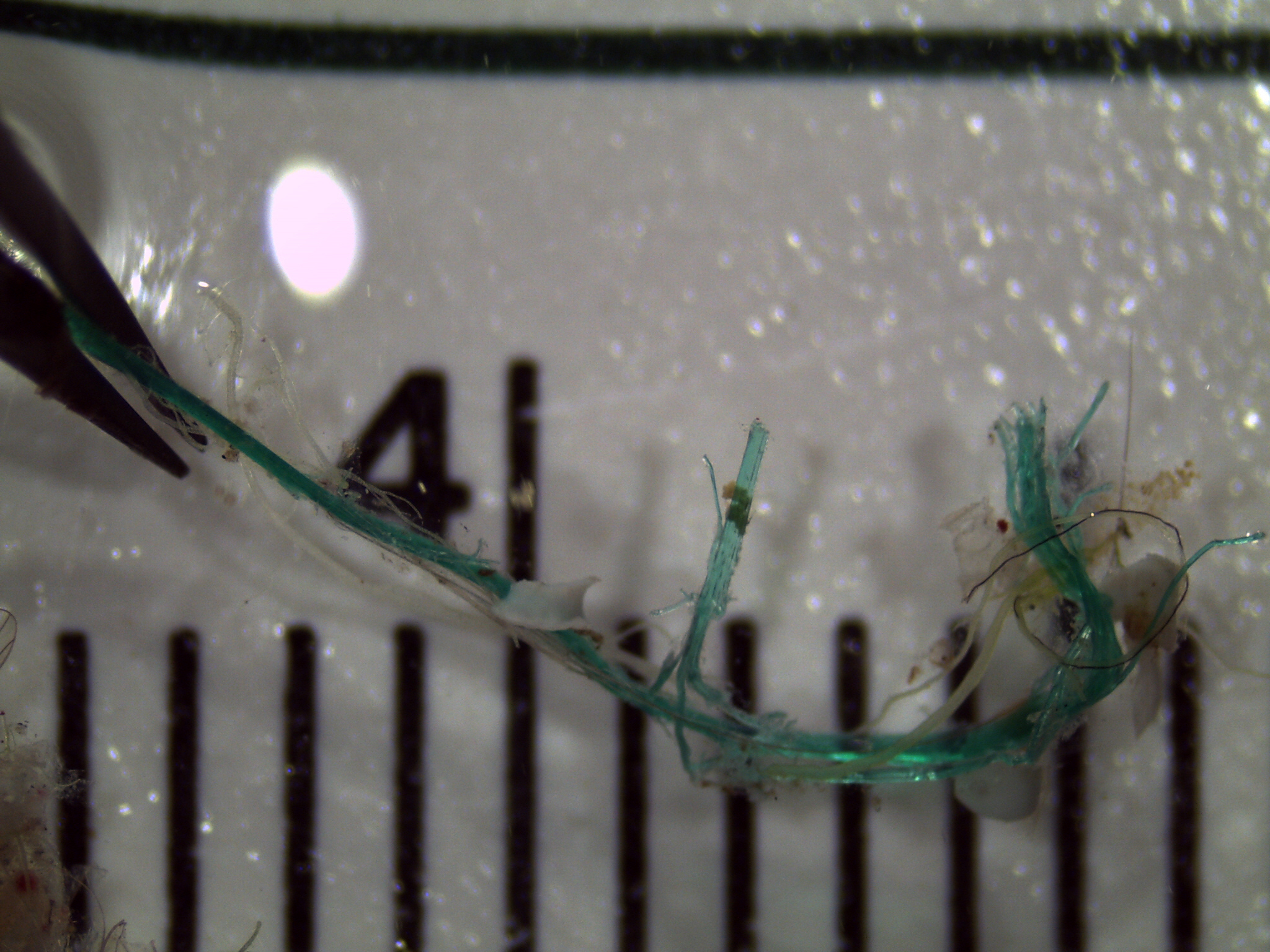 Collection of Allen Shimada, NOAA:NMFS:OST