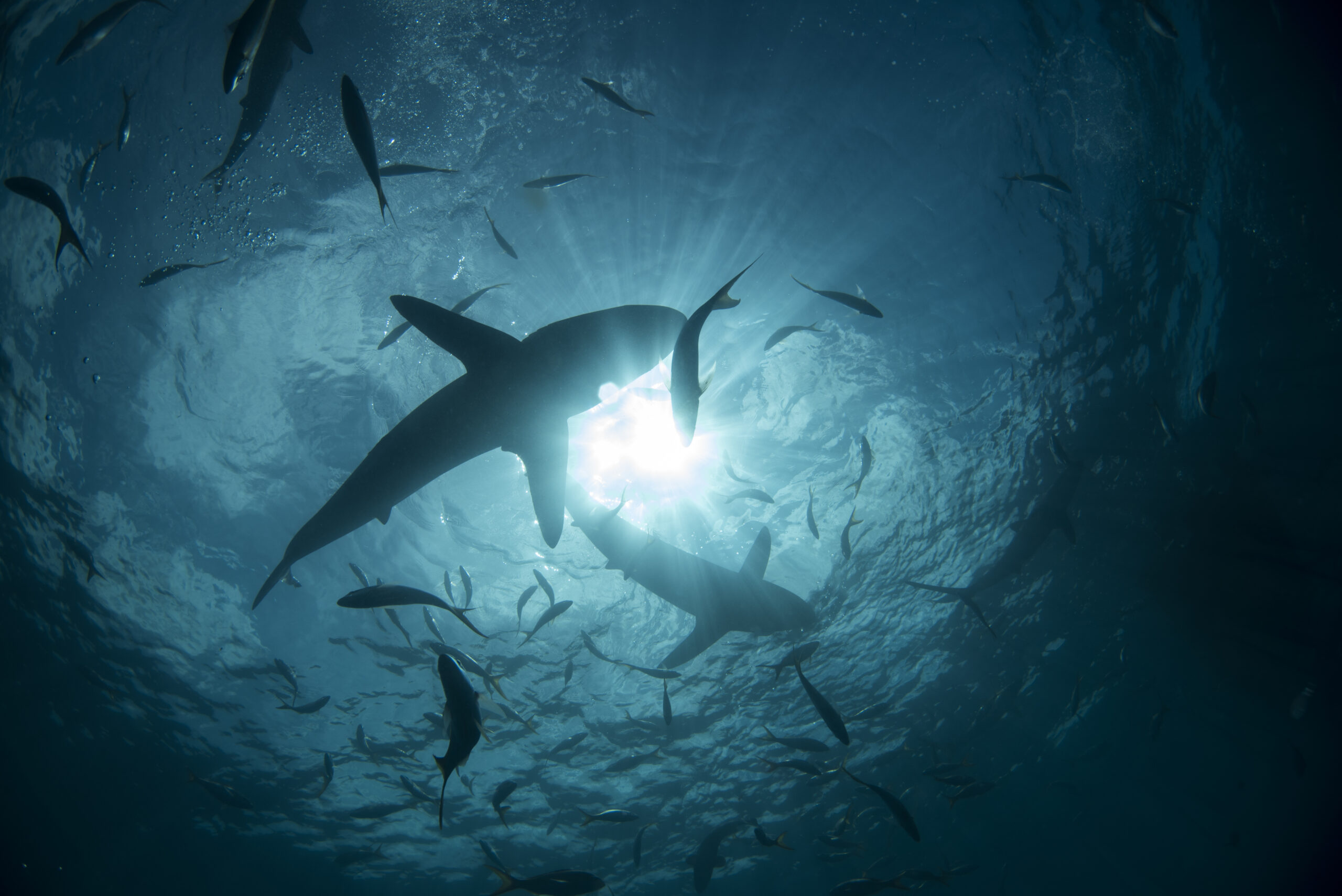 Silky sharks swimming in murky dark waters