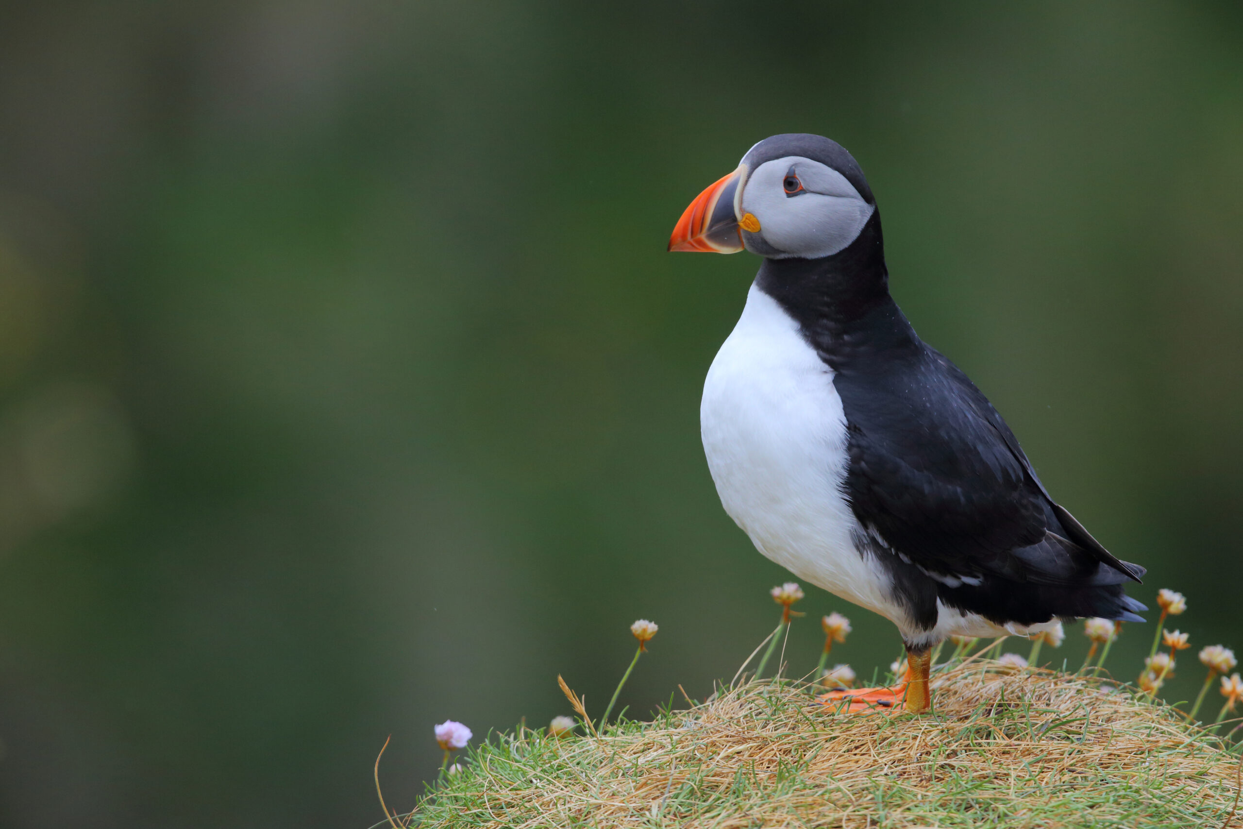Atlantic puffin