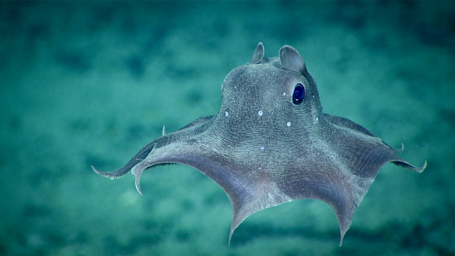 Dumbo Octopus in the ocean