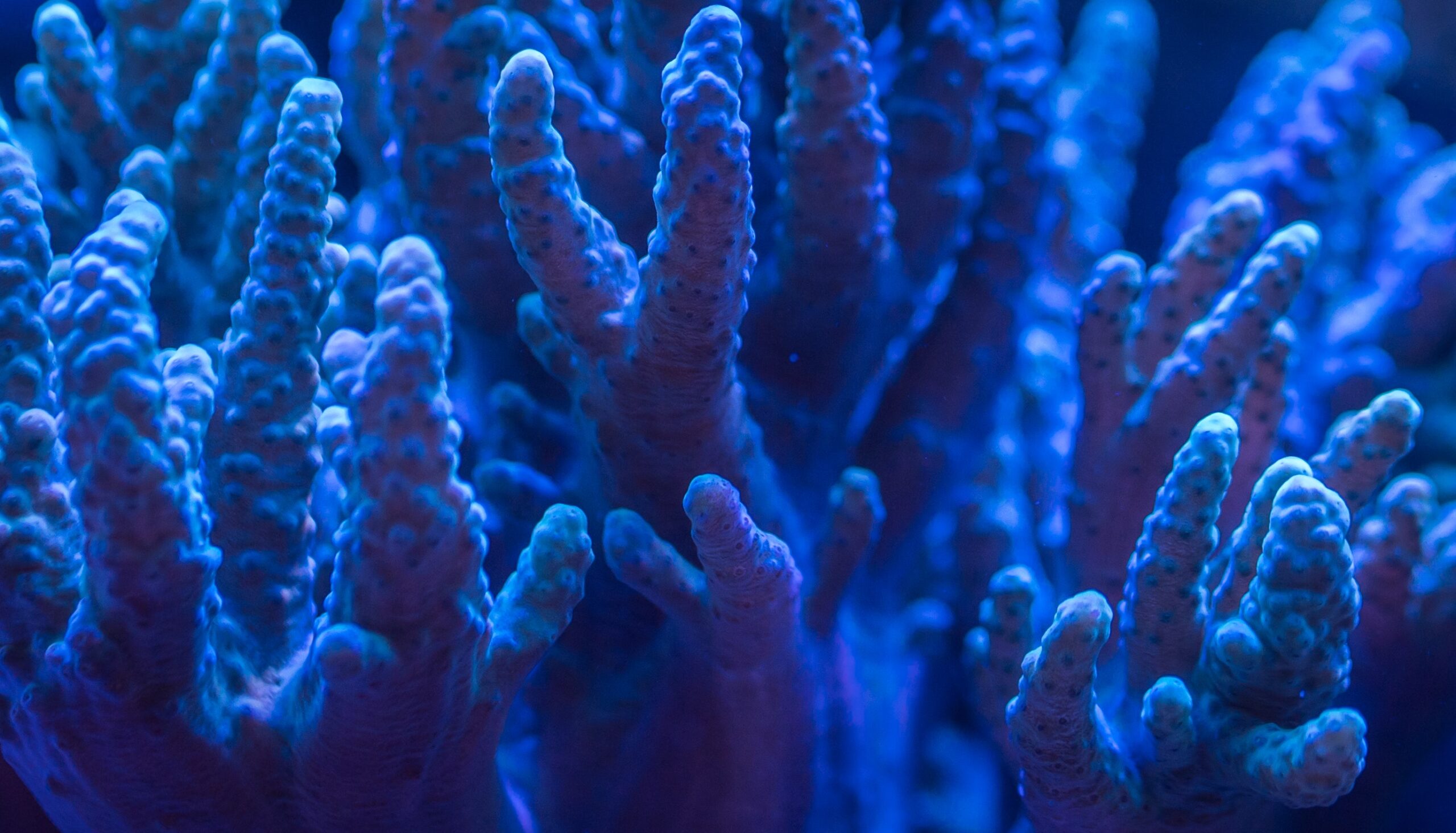 aquarium-aquatic-coral-920161