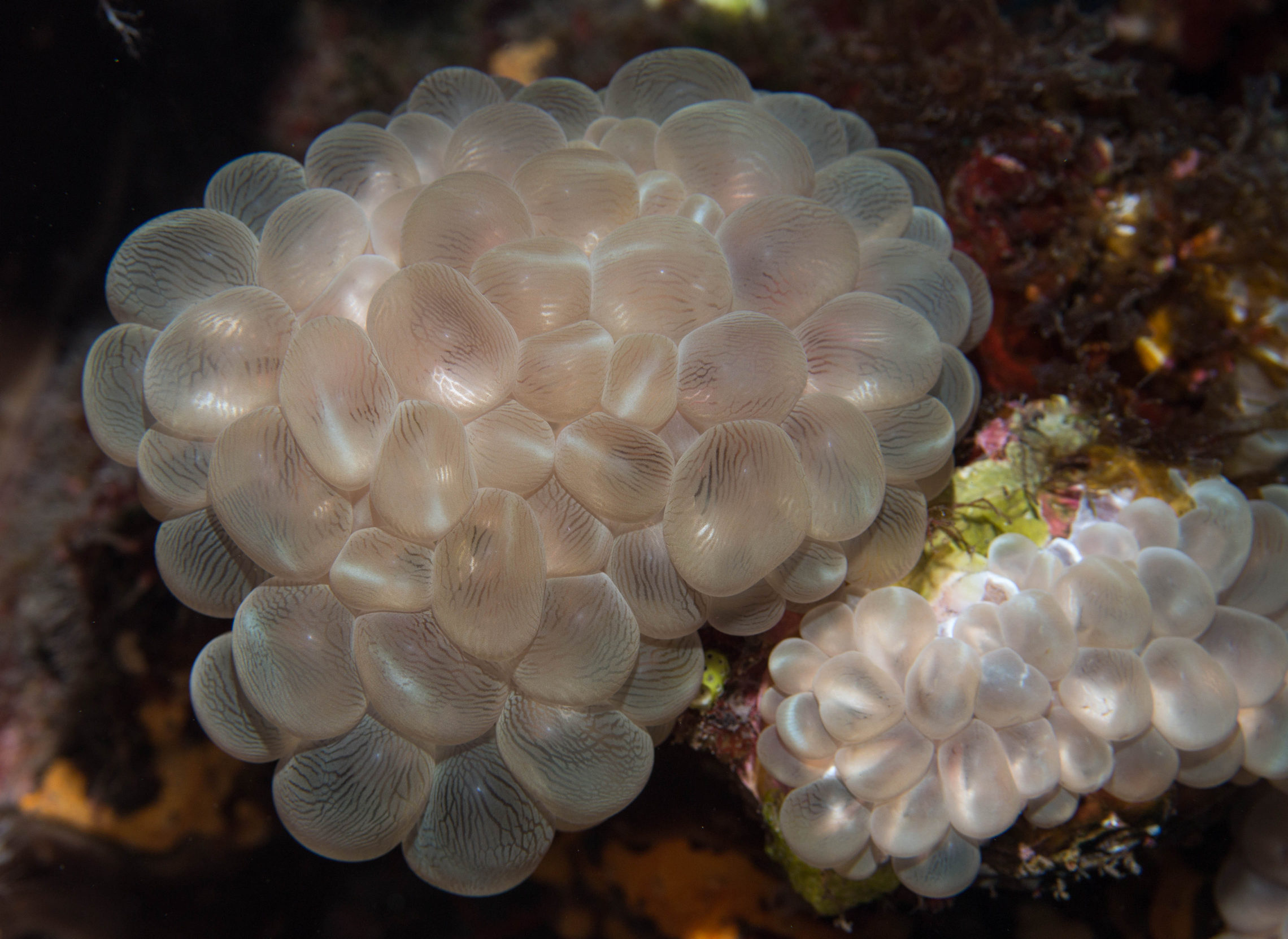 bubble_coral