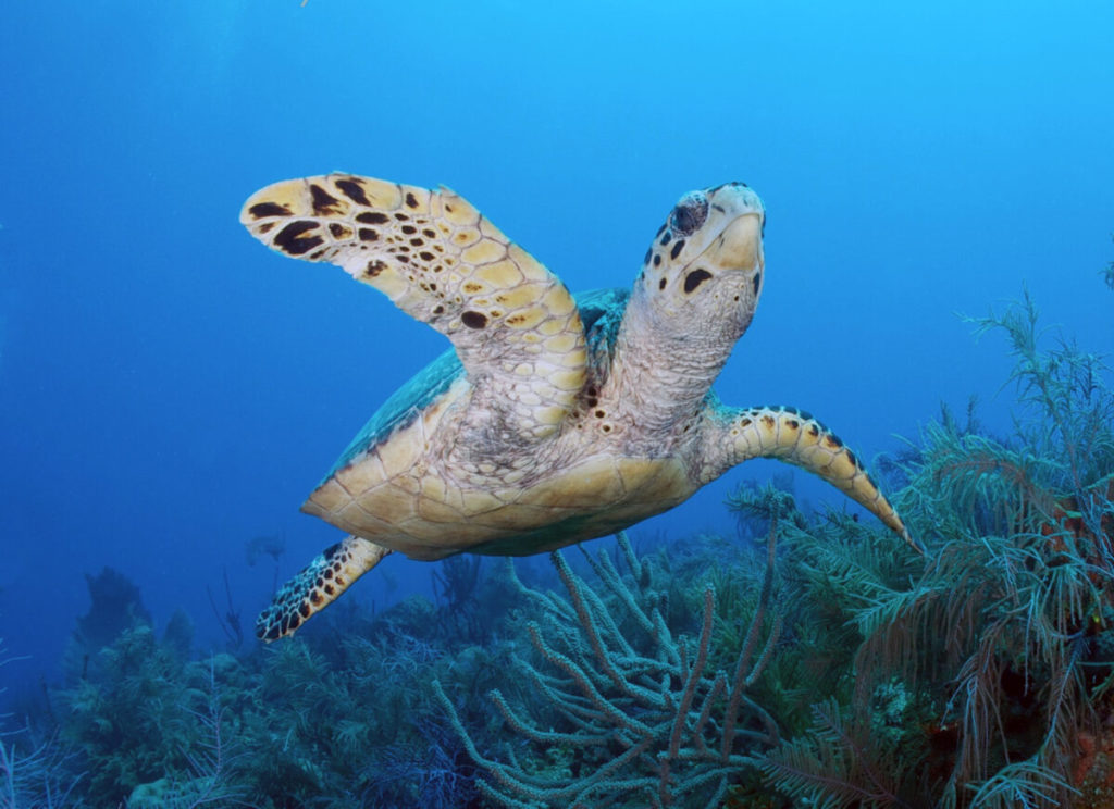 A sea turtle swims in the ocean