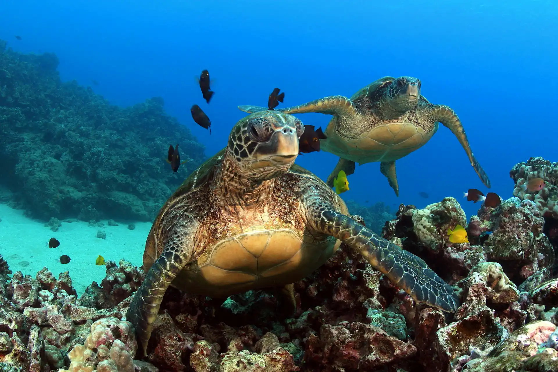 two turtles underwater