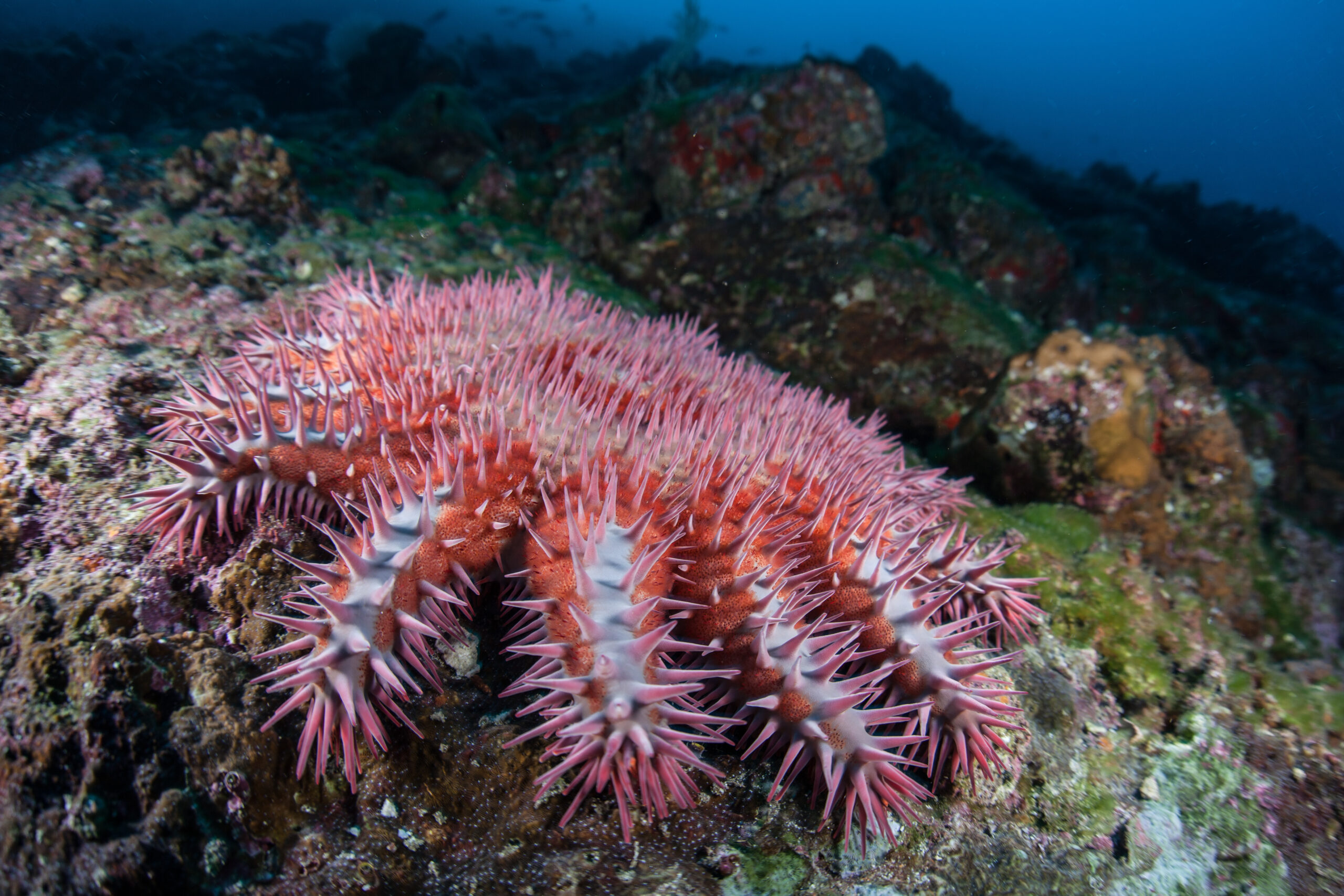 Crown of Thorns Starfish on Rocky Reef at Cocos Island