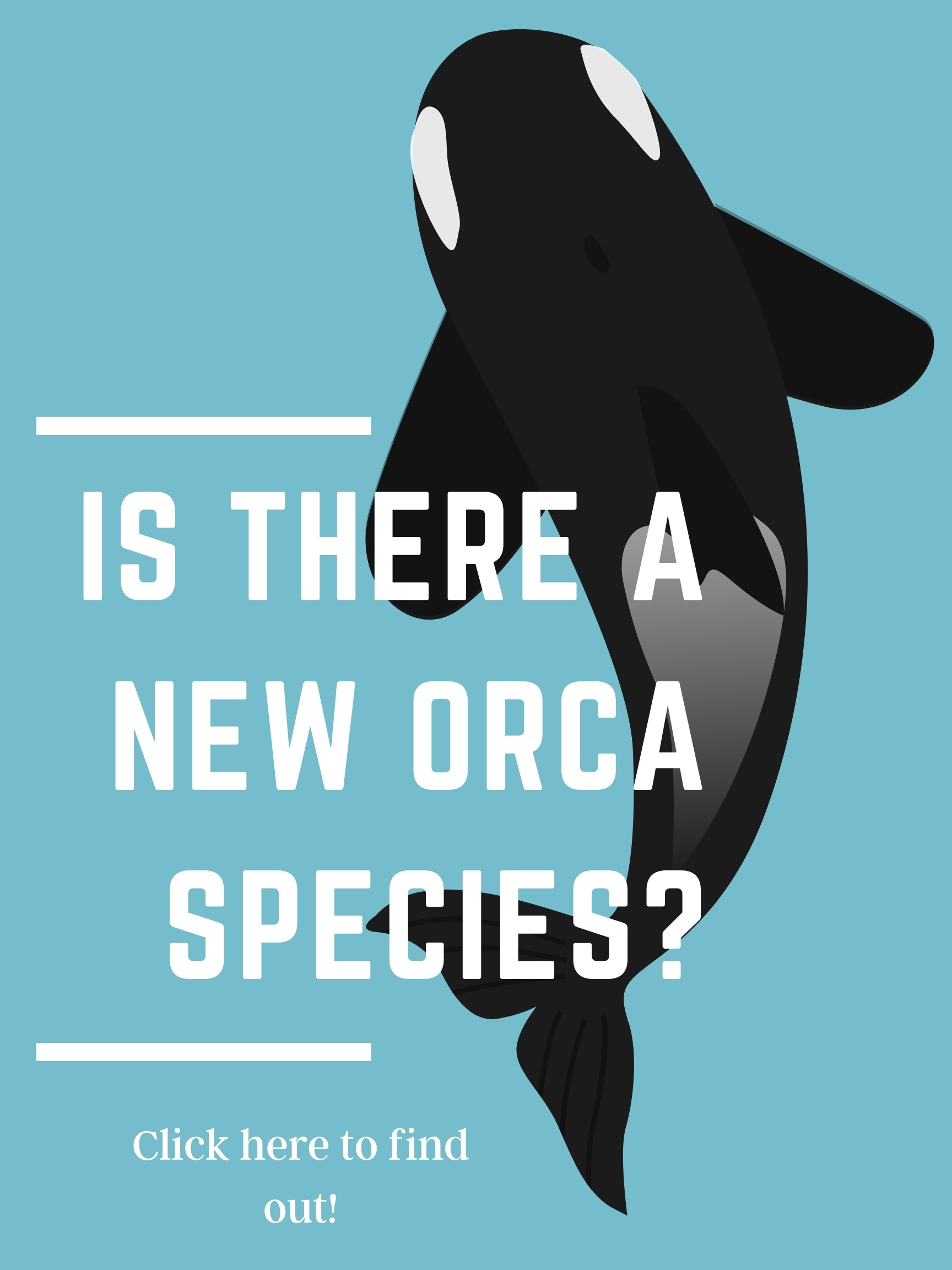 New Orca Species?