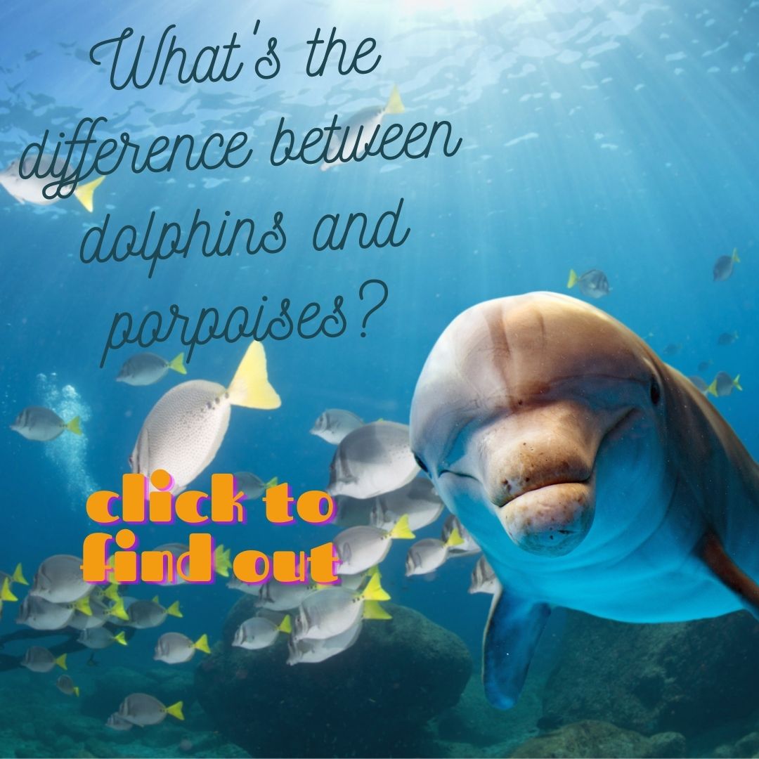 dolphin-porpoise