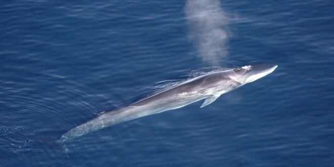 1200px-Finhval_Wikijpg