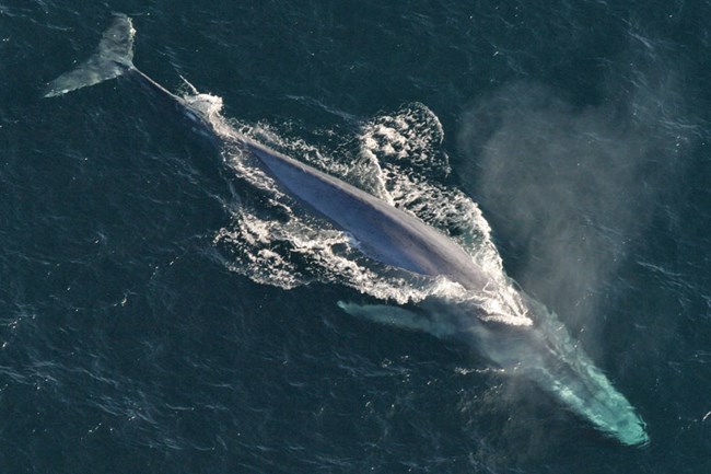 960-Anim1754_-_Flickr_-_NOAA_Photo_Library_1