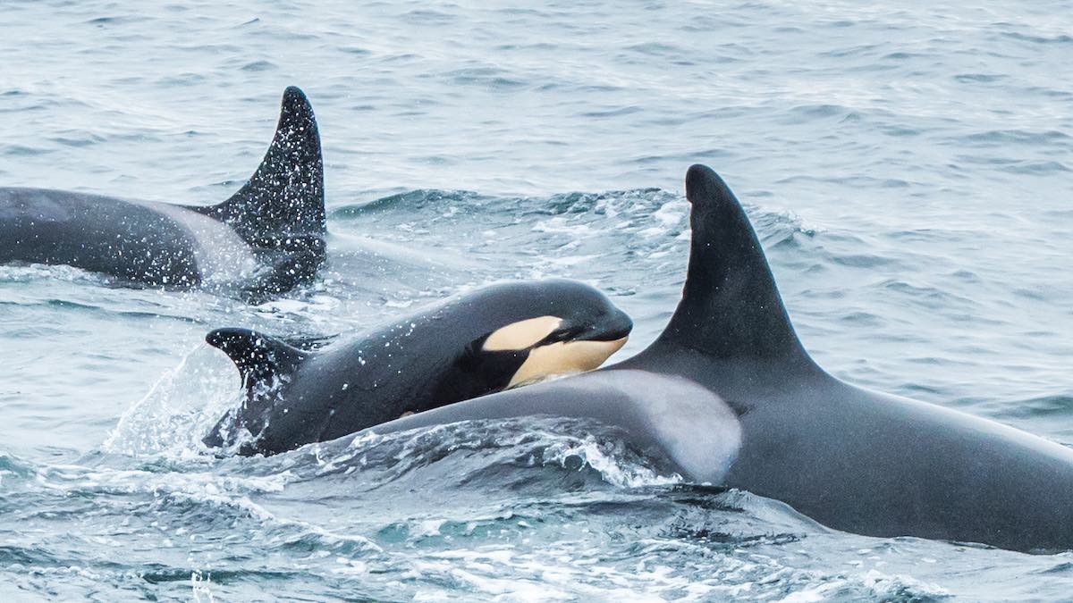 59516bf50b9ed-DEC_2435_small