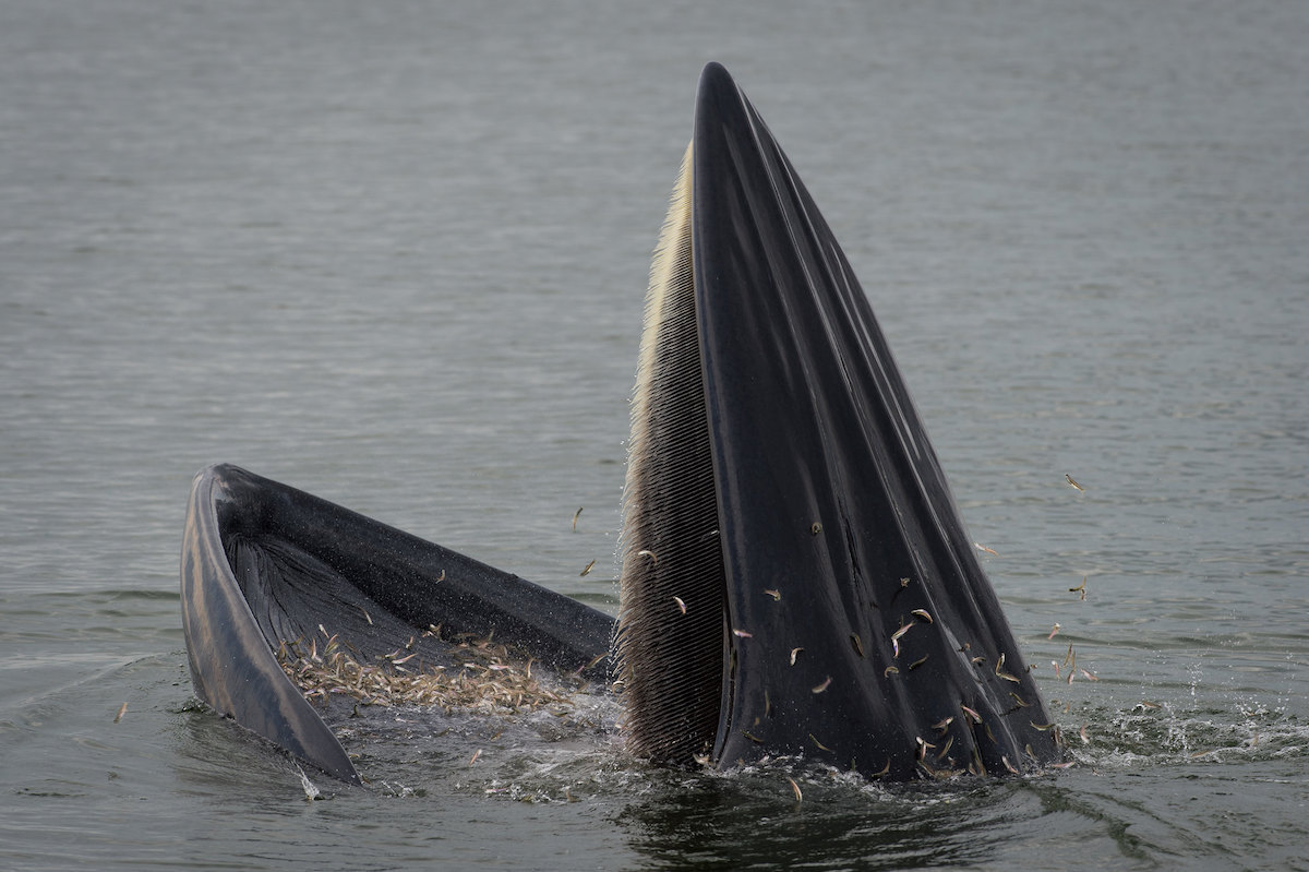 9706731798_cf2bb801f4_k_small