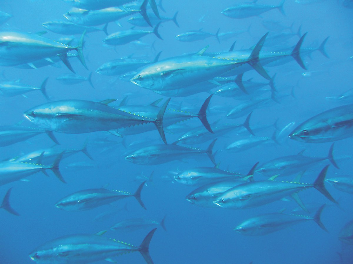 Flickr_TomPuchner_BluefinTuna_small