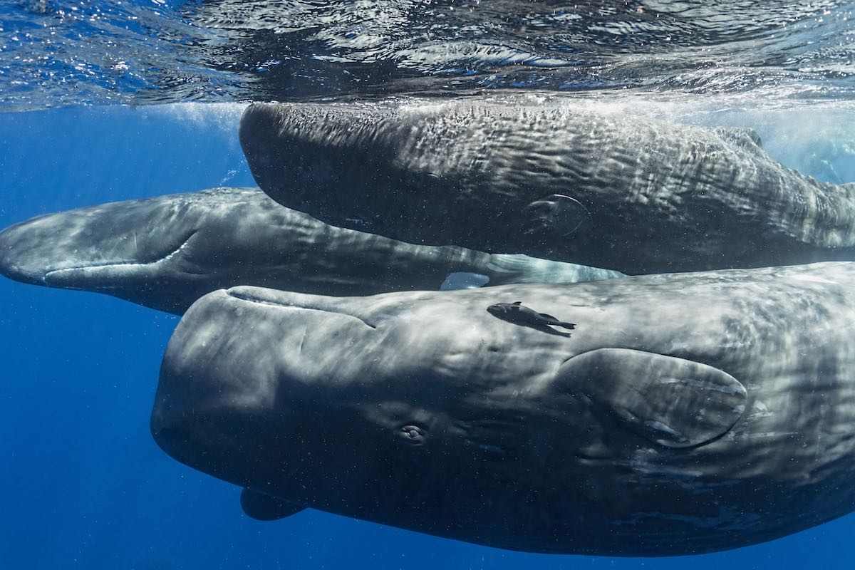 Sperm Whales swim in the waters off Dominica.
