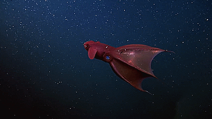 Vampire Squid