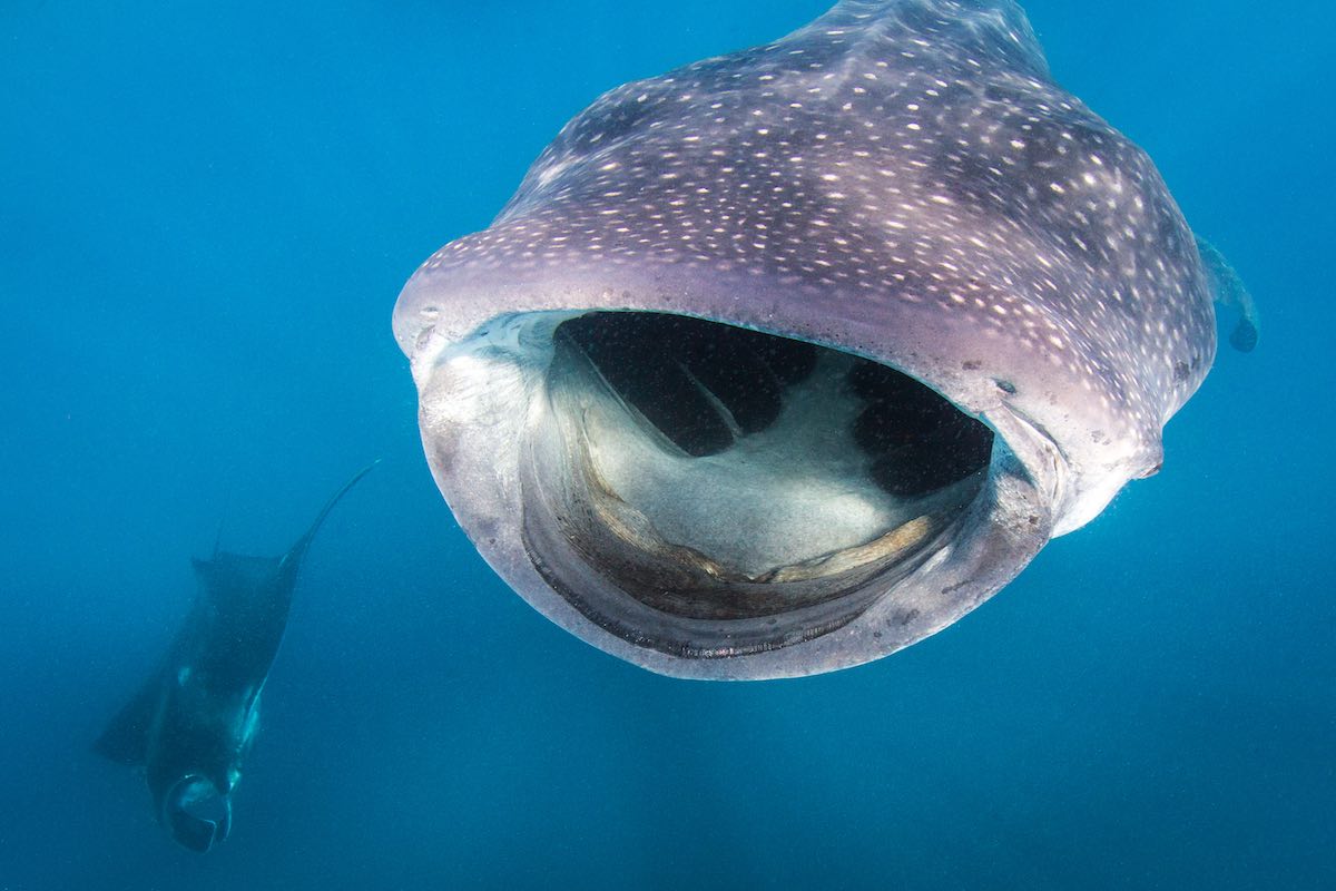 WhaleSharkMantaRay_TheresaGuise_small