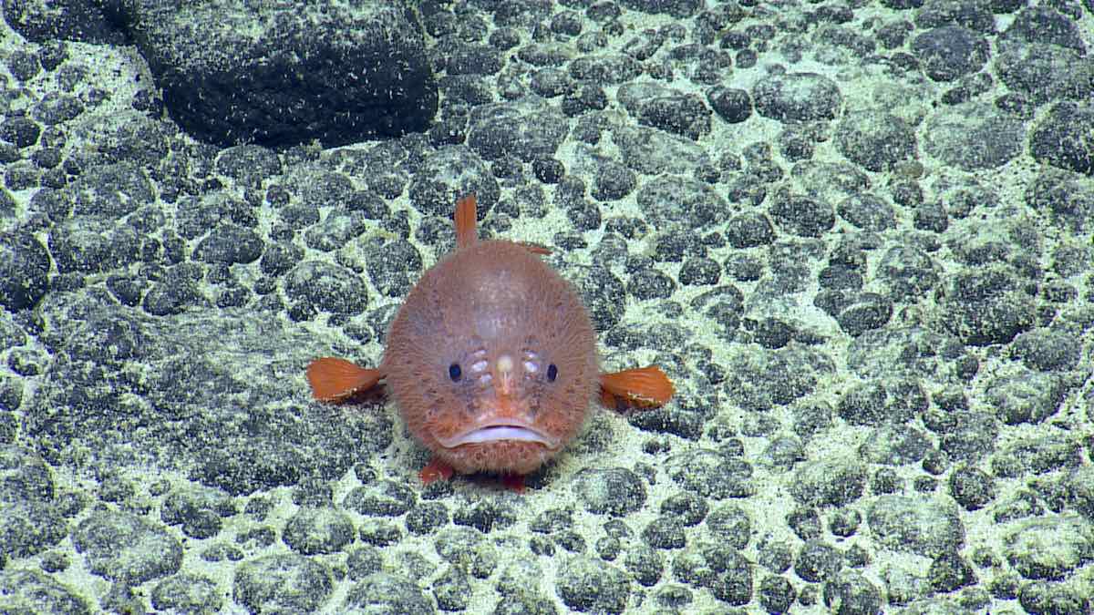 2_-_orange_anglerfishcam1_20180919005154_0_