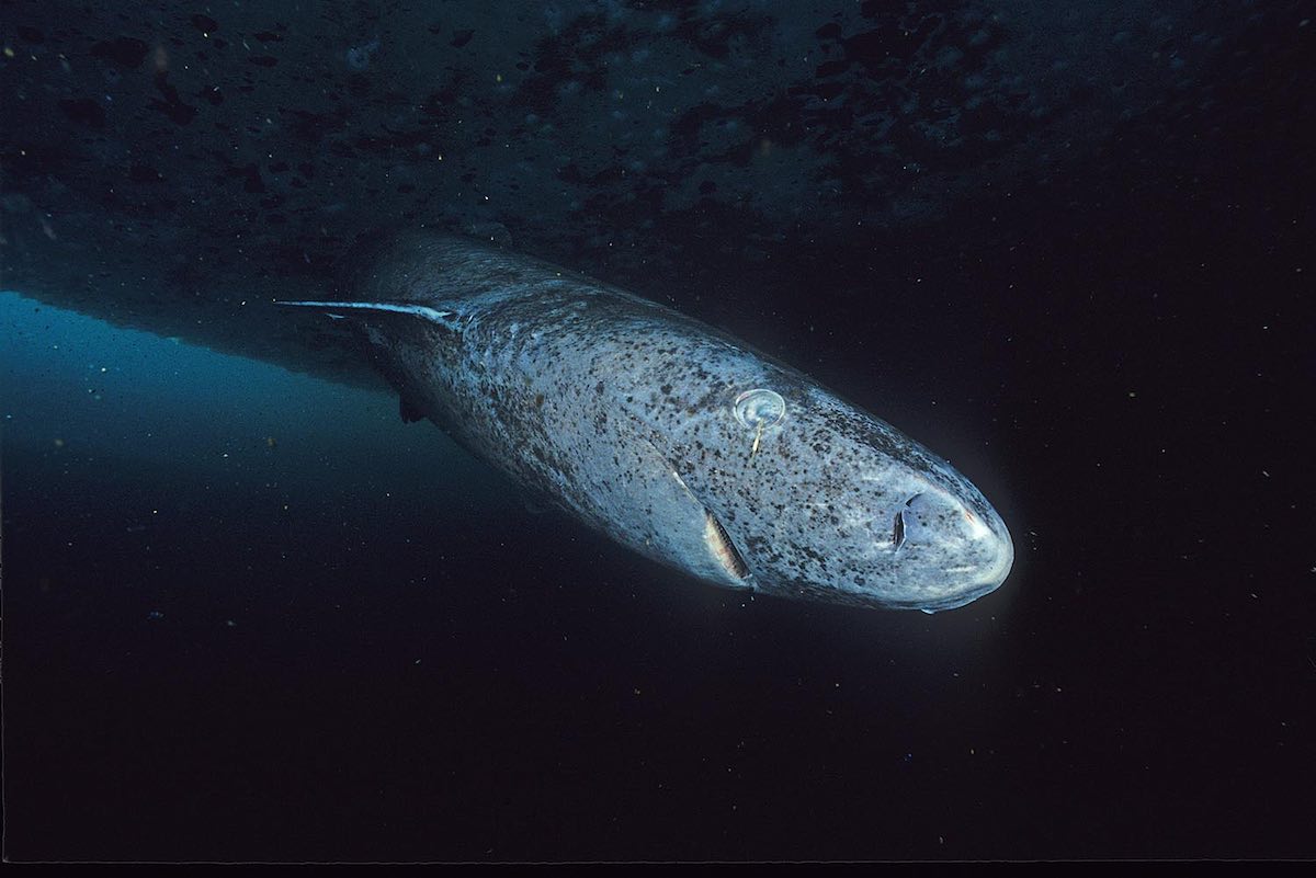 Greenland_shark_profilesm