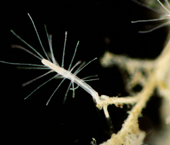 Polyp_ImmortalJelly_WORMS