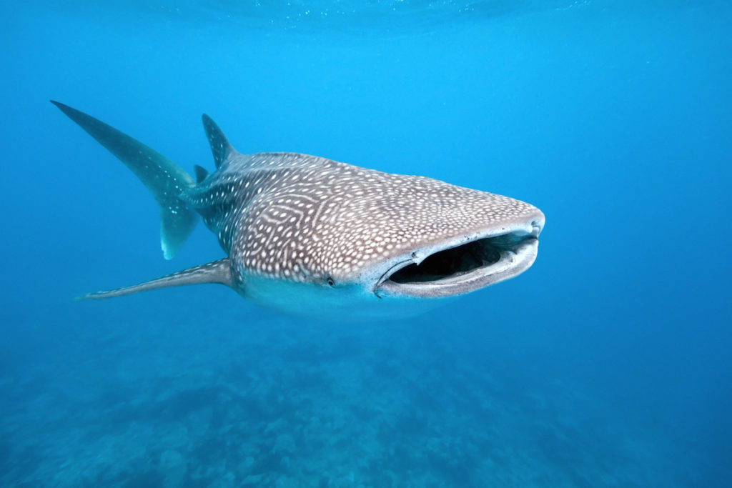 Lone whale shark in blue sea.