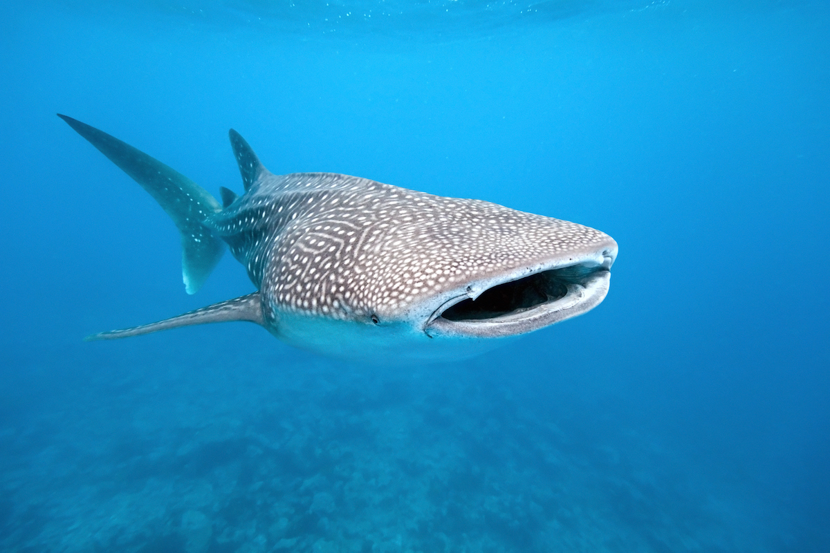 Lone whale shark in blue sea.