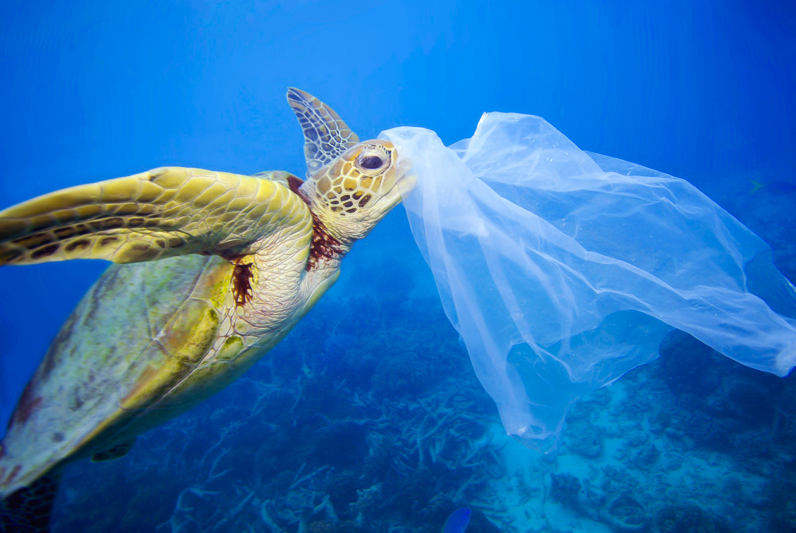 Green Turtle attempting to eat a discarded plastic bag