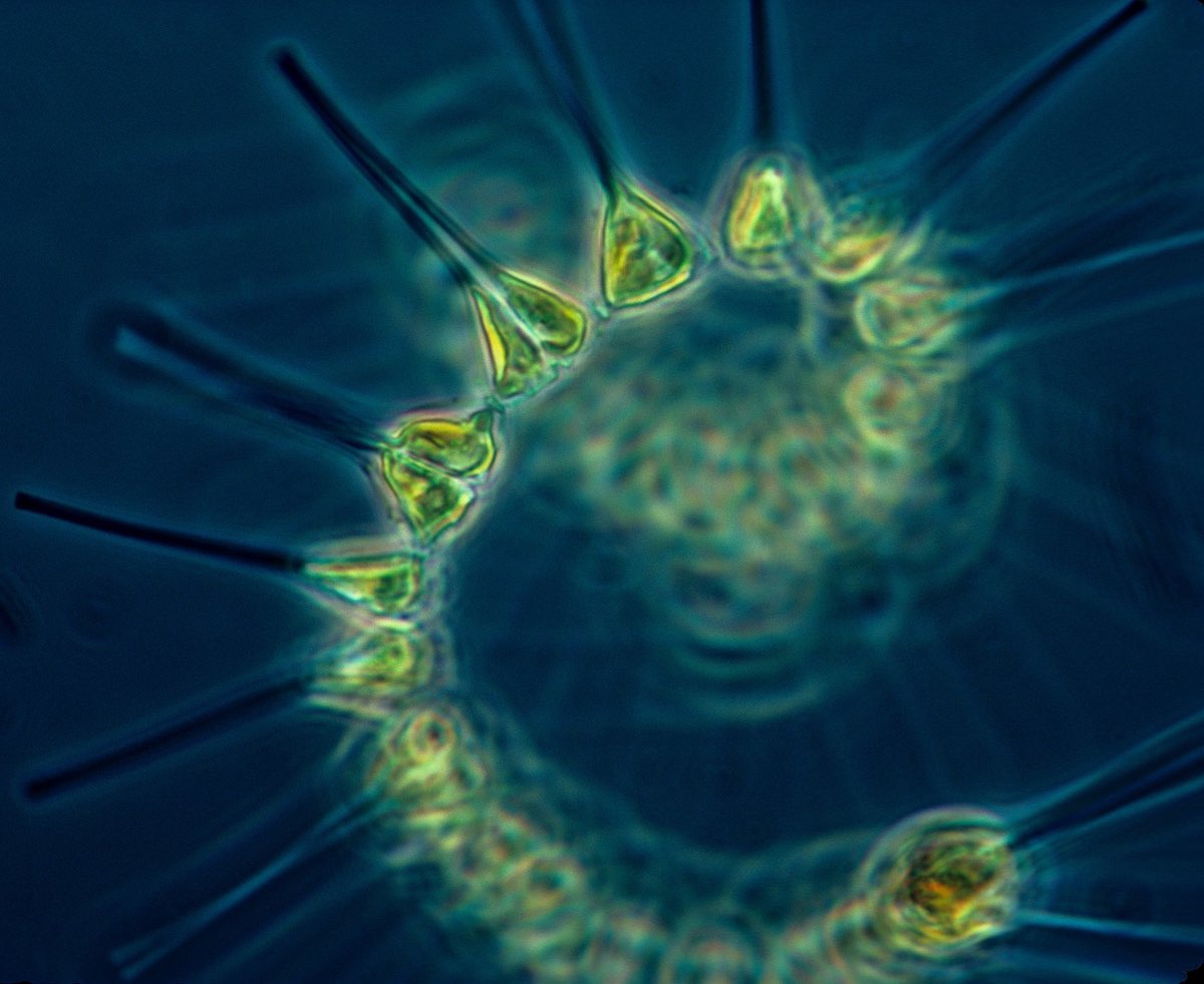 2048px-Phytoplankton_-_the_foundation_of_the_oceanic_food_chainsm