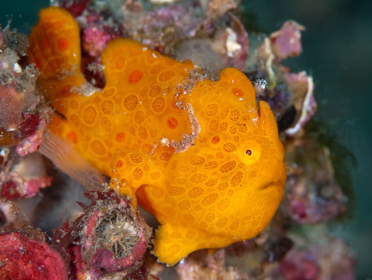 frogfish