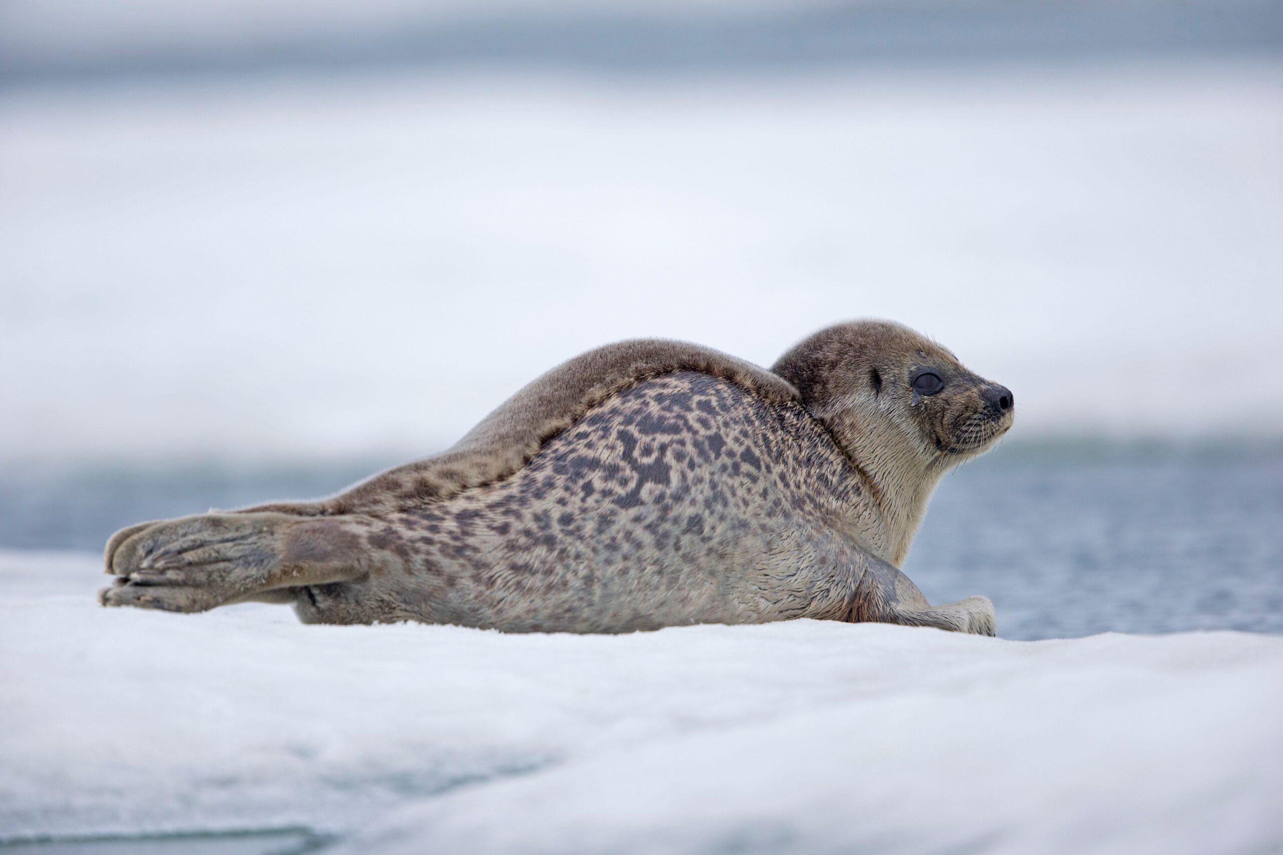 Ringed seal on ice floe. Animals dependent on sea ice habitats will face great challenges as sea ice continues to decrease in this region, as will the indigenous peoples who depend on these animals and the sea ice to support the subsistence way of life.