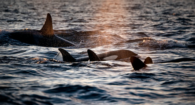 Screen Shot 2020-01-08 at 1.34.23 PM