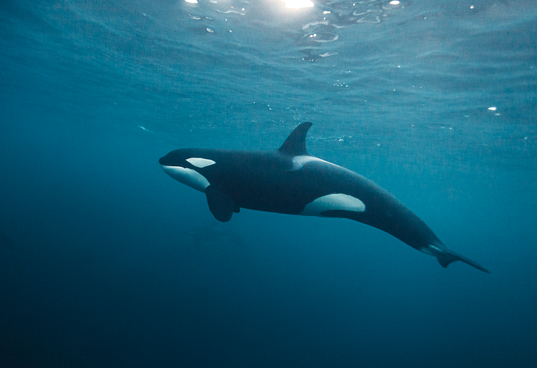 Screen Shot 2020-01-08 at 1.46.03 PM