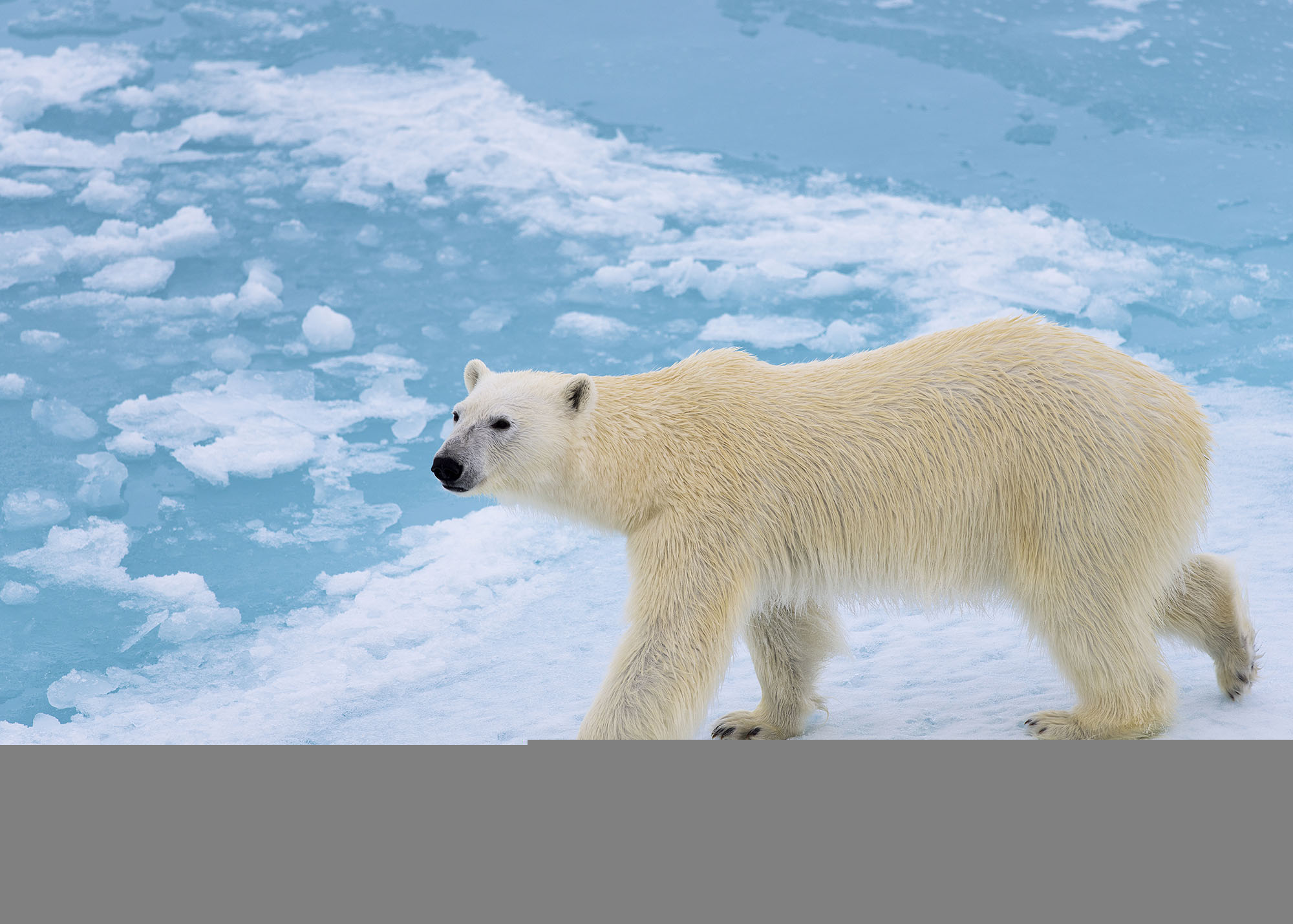 Yellow tinged polar bear walking on ice towards a clear blue body of water