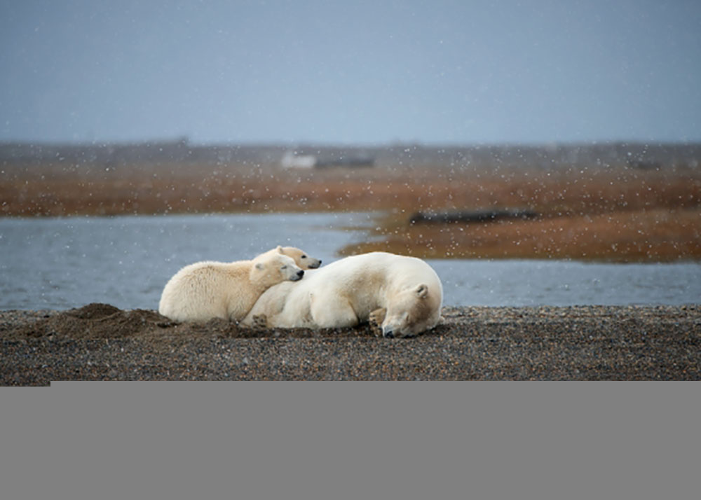 polar bear (Ursus maritimus) sow and cubs rest along Bernard Spit, arctic coast in the Arctic National Wildlife Refuge, Barter Island, North Slope, Alaska. It is already November and there is no snow on the ground. The bears are waiting for fall freeze up so they can head out onto the sea ice to hunt seals. It will be weeks before there is enough ice to travel on.