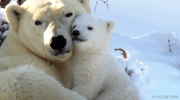 Moving image of a baby polar bear cuddling his mother