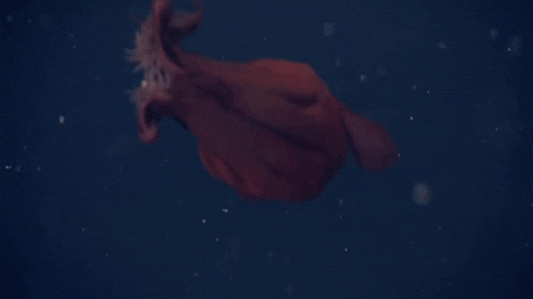 Moving image of vampire squid enveloping its body within its webbed tentacles