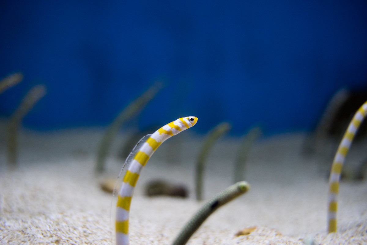 16263261679_c73ee982a0_ksm