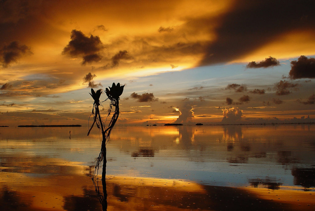 mangrove at sunset