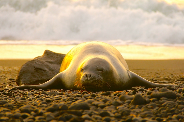Hawaiian monk seal on a beach during a golden sunset