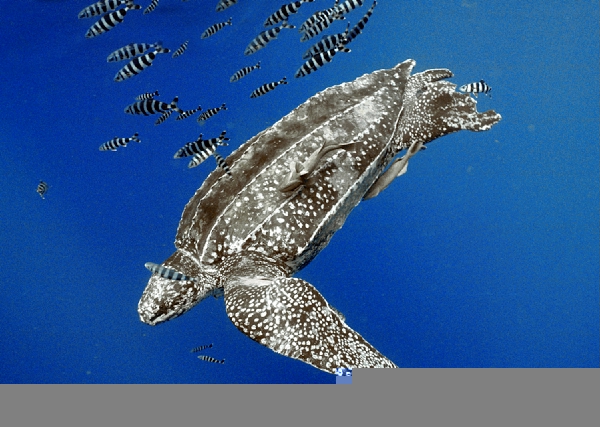 A large leatherback sea turtle swims with a school of fish off the coast of Brazil.