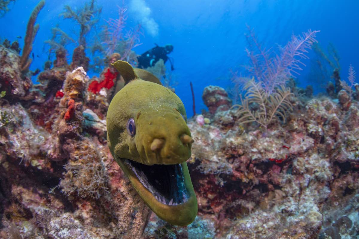 ImageBank_Eels_JasonWashinton_01sm